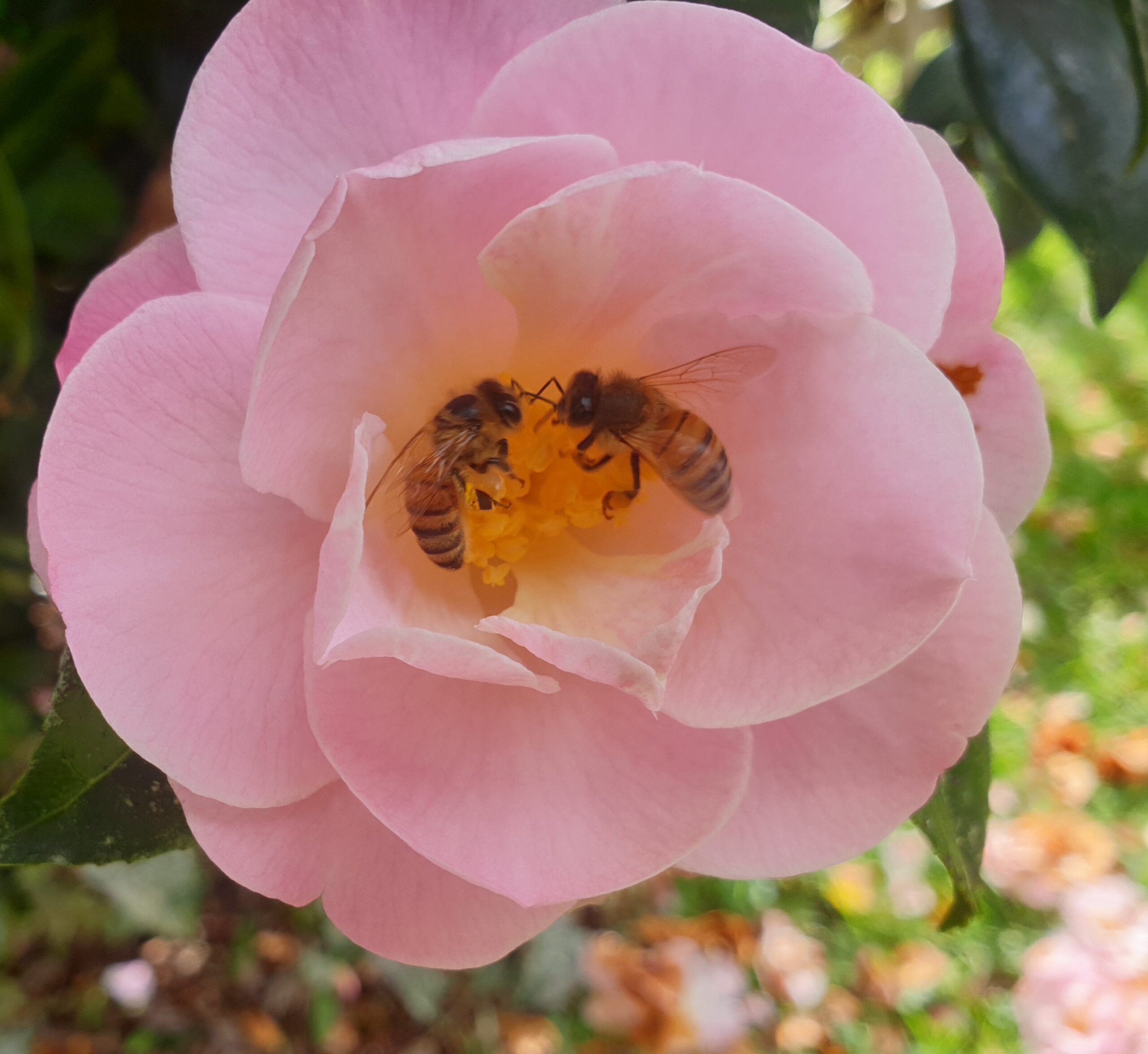 Queen survey side image